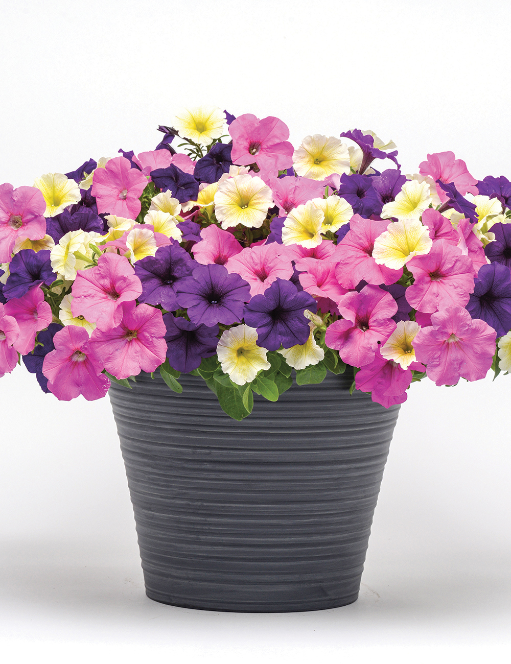 Patchwork Petunia 'Lovin' It'