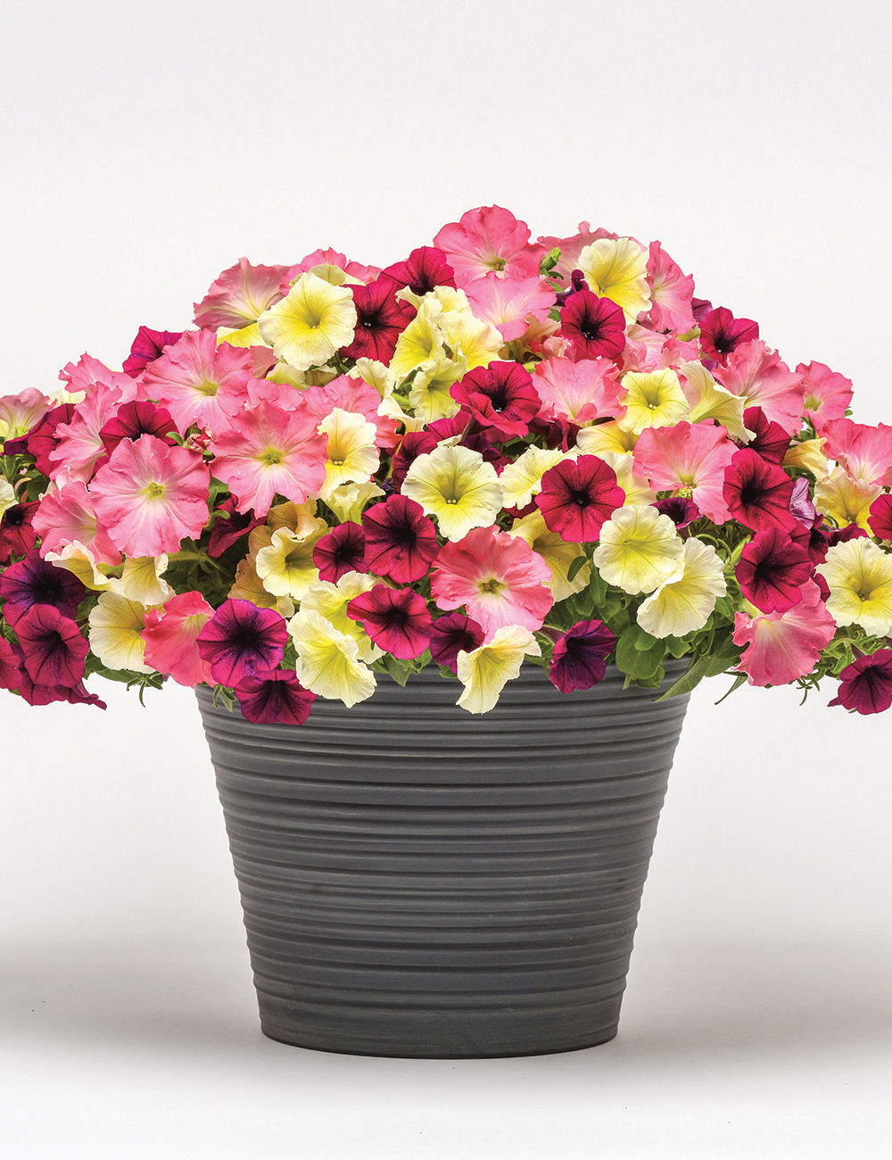 Patchwork Petunia 'Rosy Kisses'