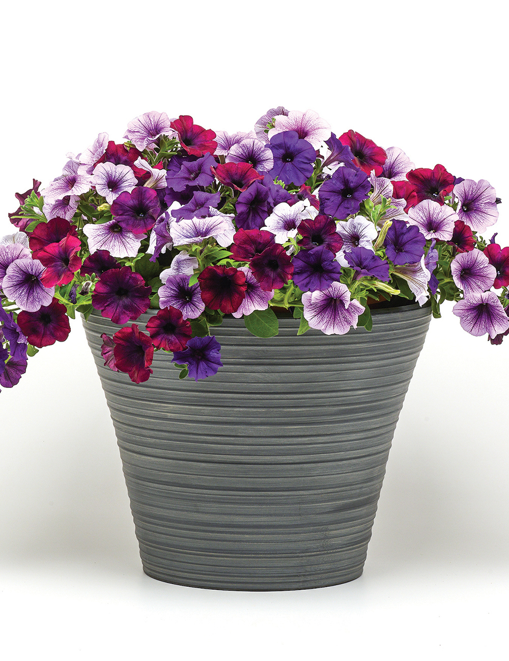 Patchwork Petunia 'Royal Passion'