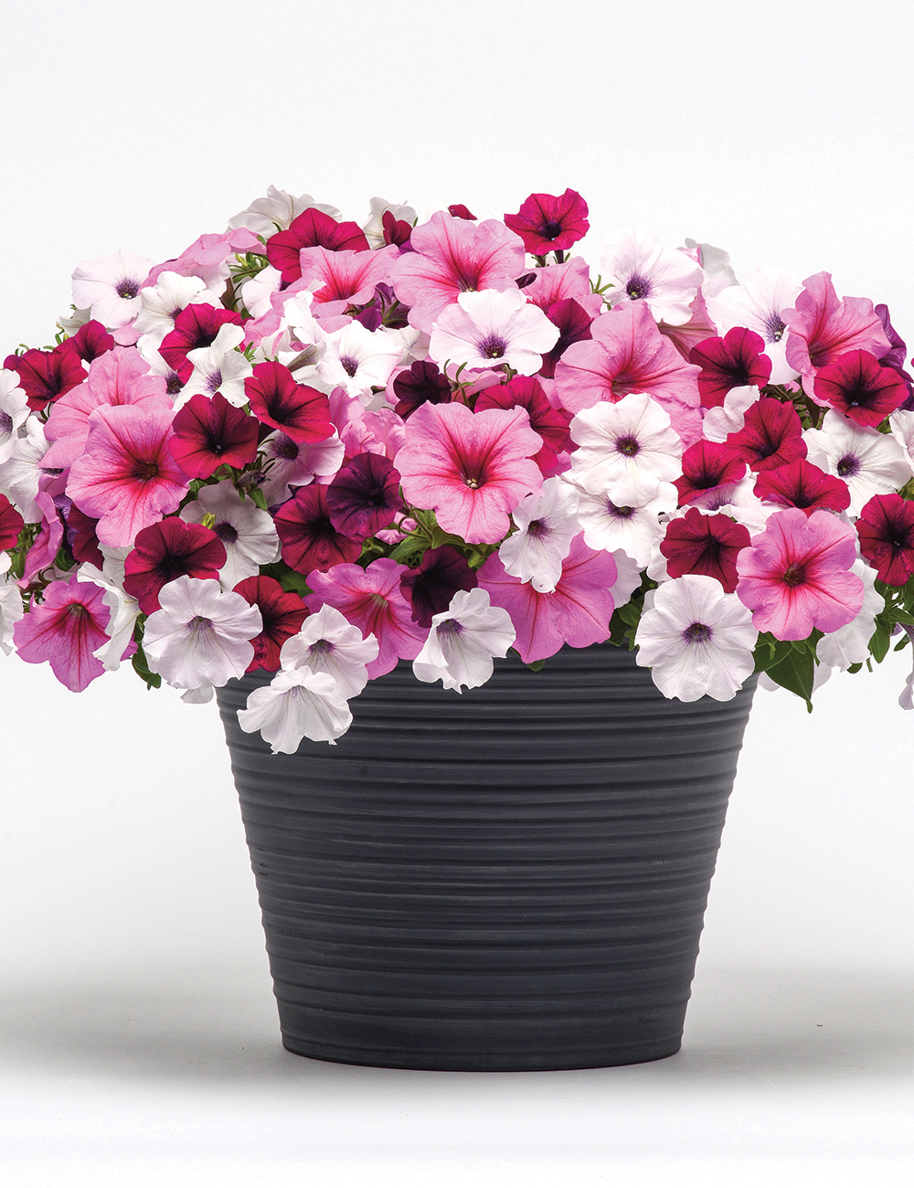 Patchwork Petunia 'Subtle Perfection'