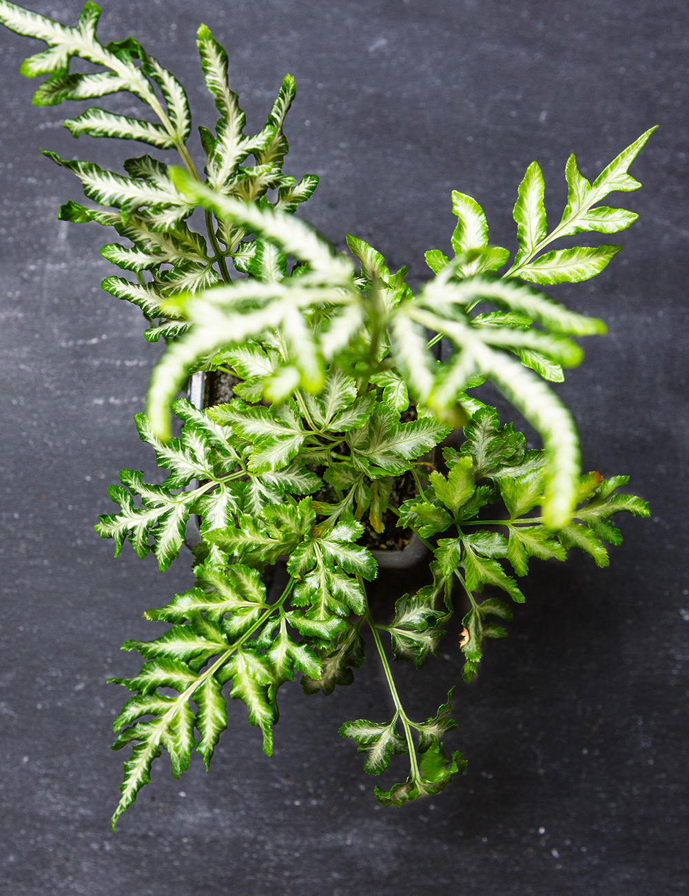 Pteris Fern Silver Lace