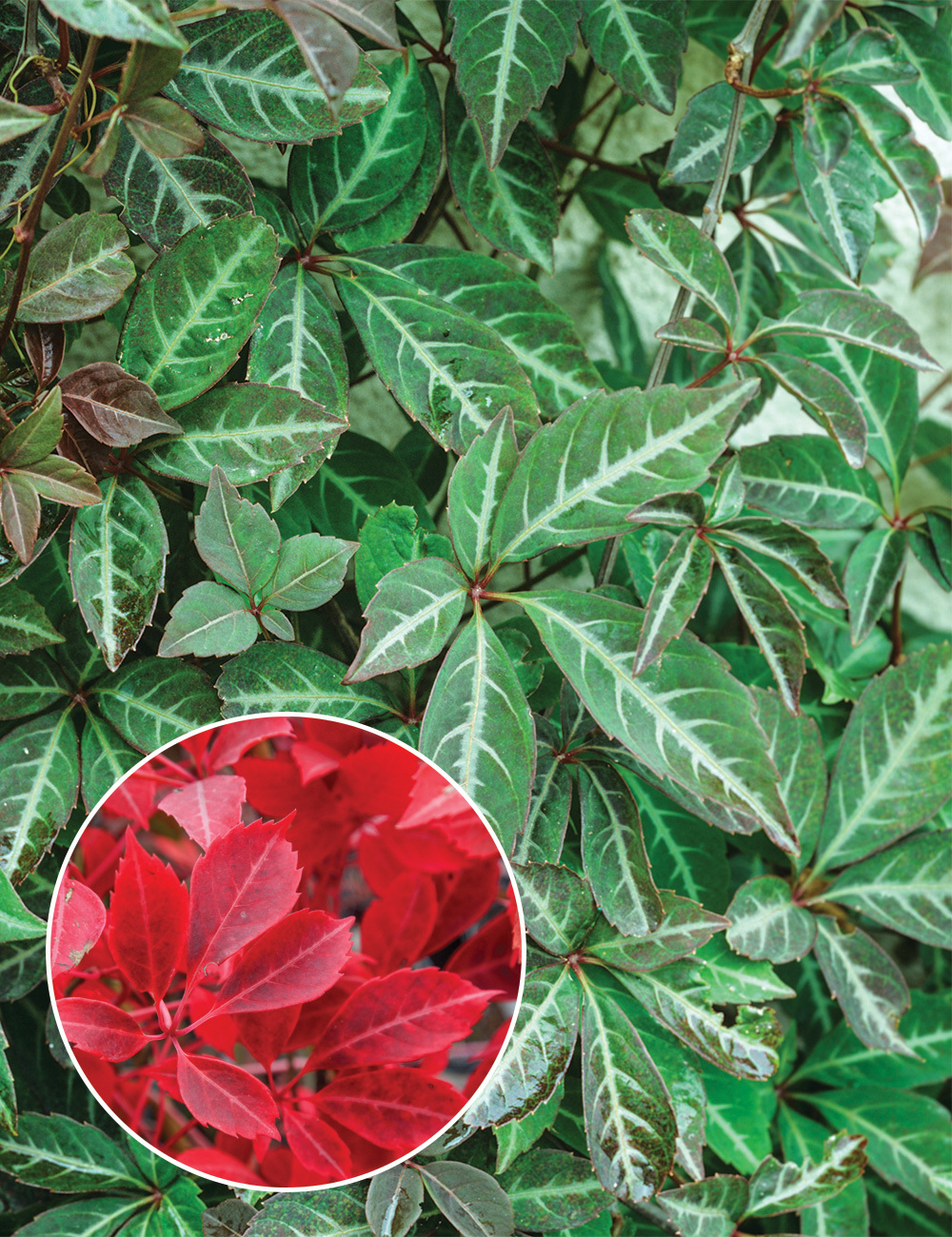 Silver Veined Creeper