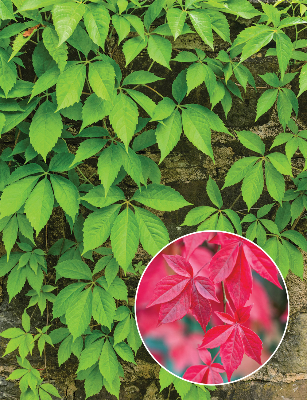 Parthenocissus Virginia Creeper