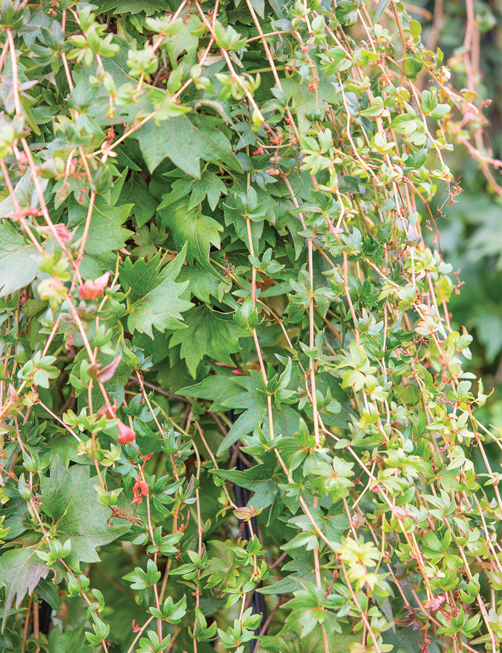 Parthenocissus Sikkim Creeper