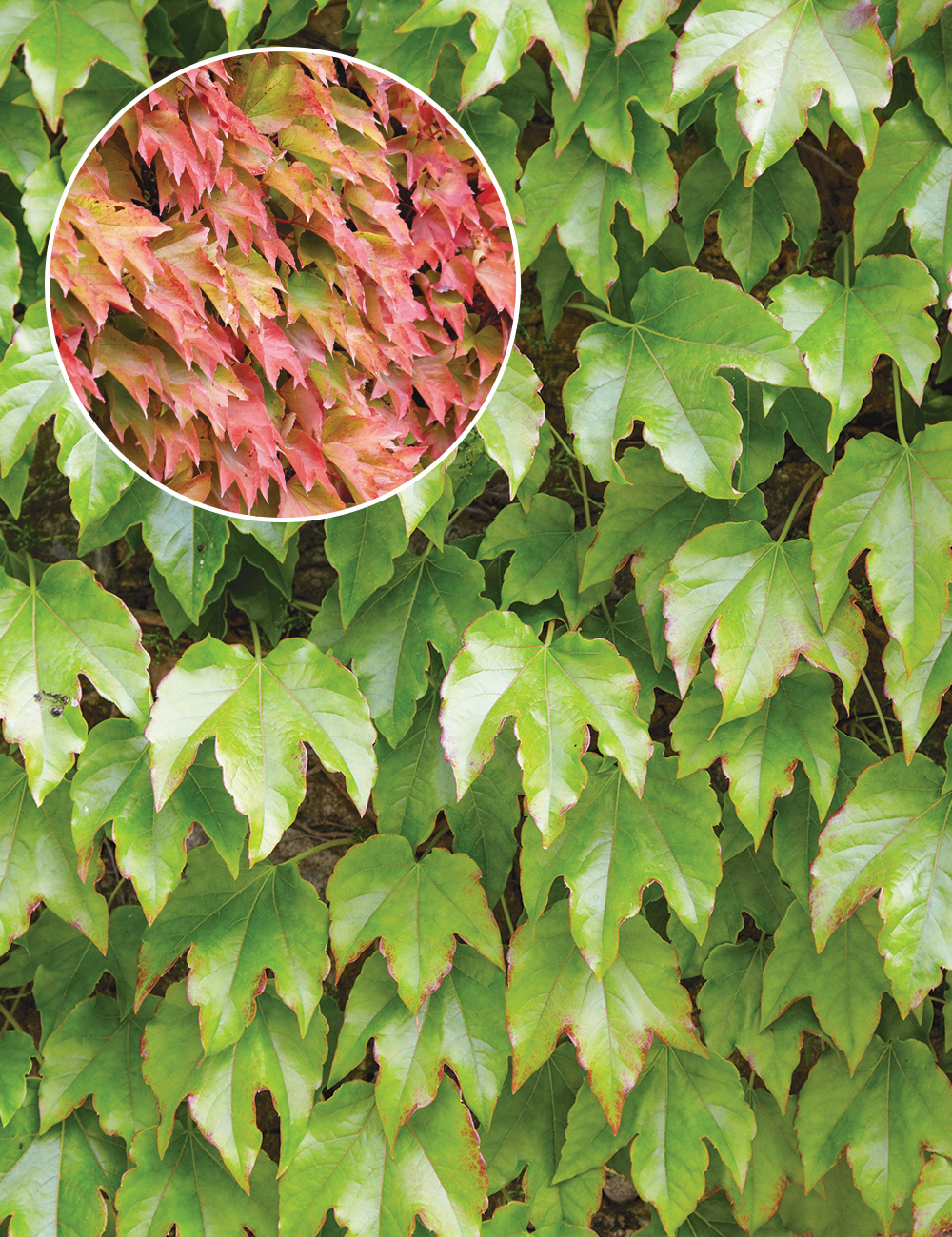 Boston Ivy