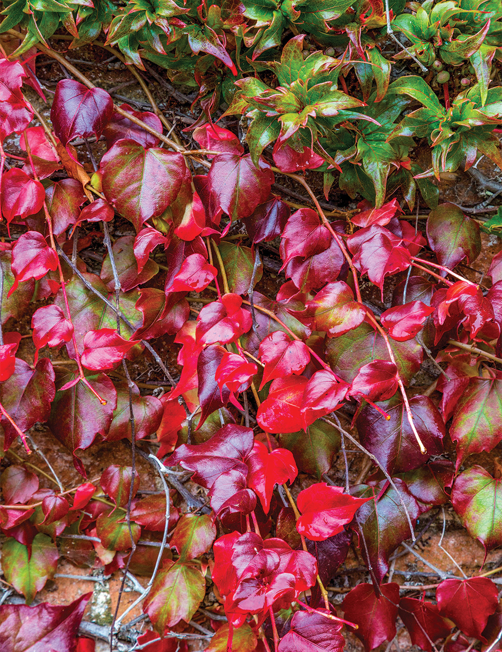 Parthenocissus 'Lowii'