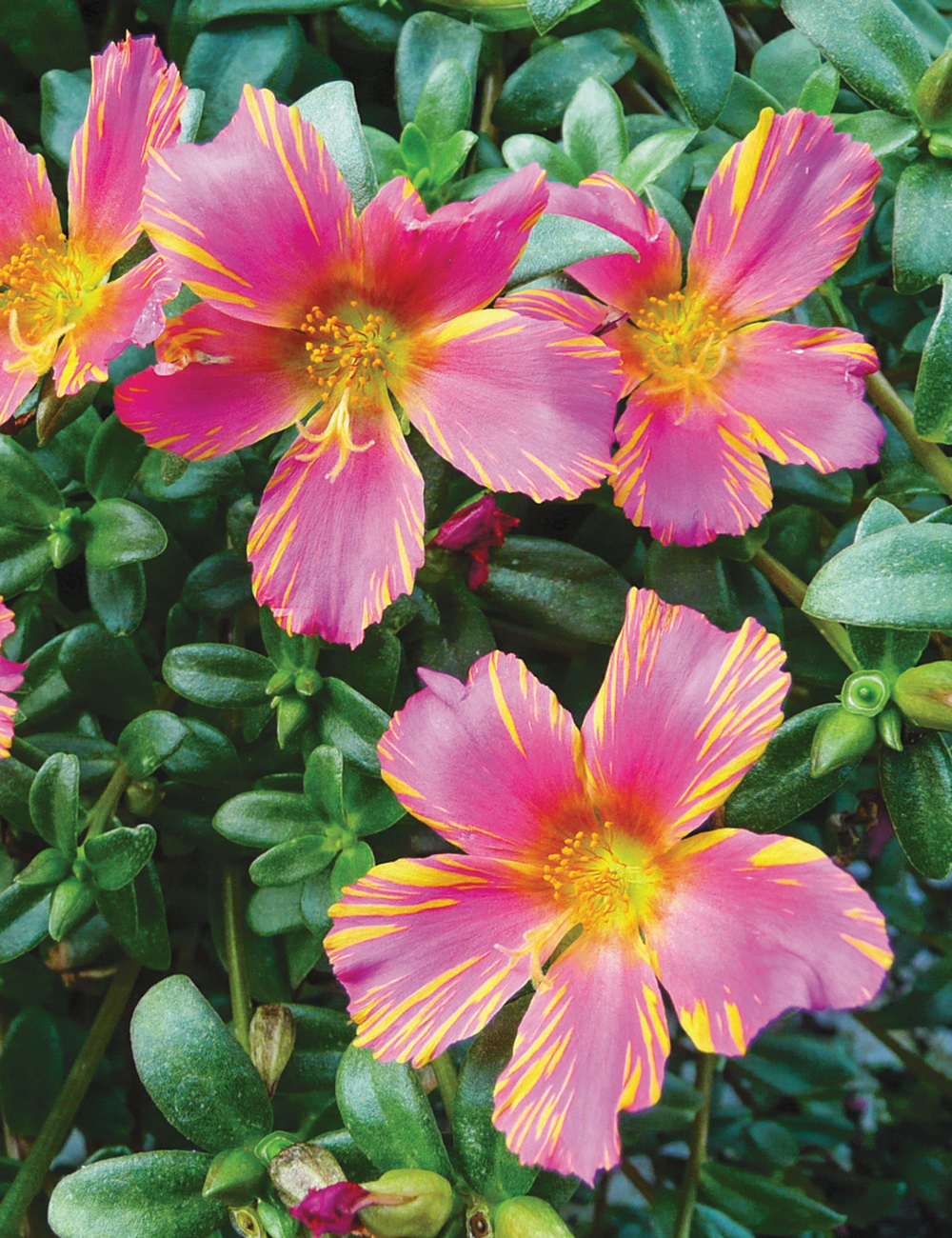 Perennial Purslanes Duet Rose 'n' Yellow