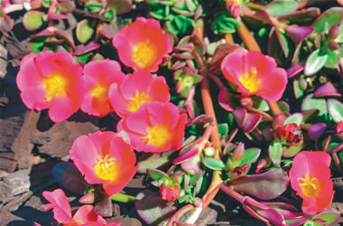 Perennial Portulacas PortoGrande Magenta