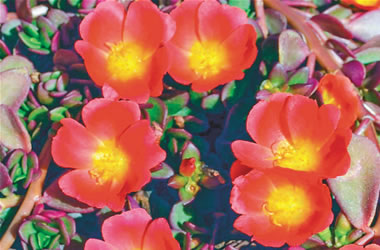 Perennial Portulacas PortoGrande Orange