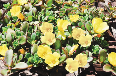 Perennial Portulacas PortoGrande Yellow
