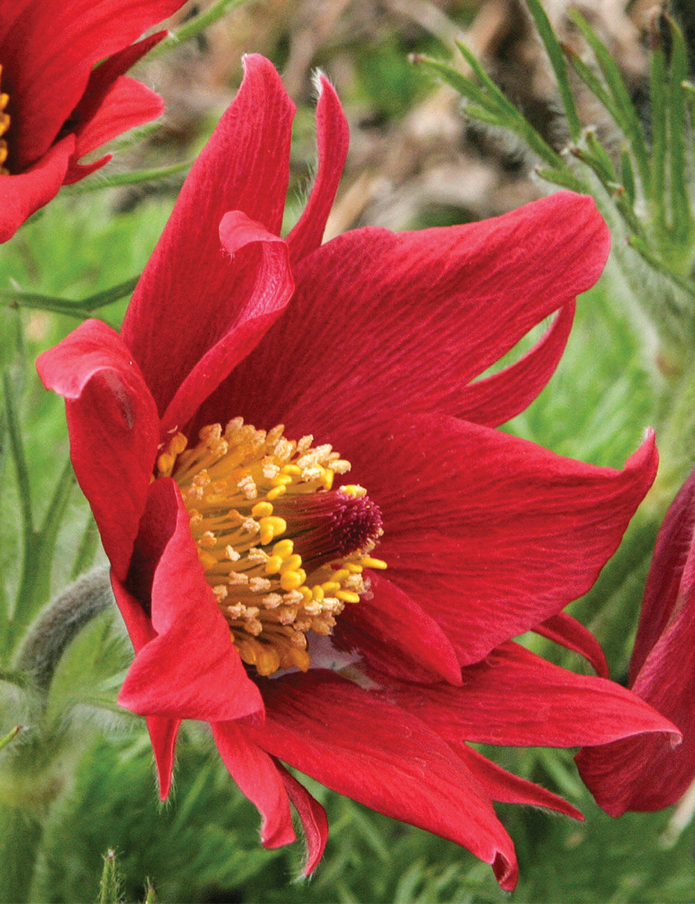 Pulsatilla 'Rote Glocke'