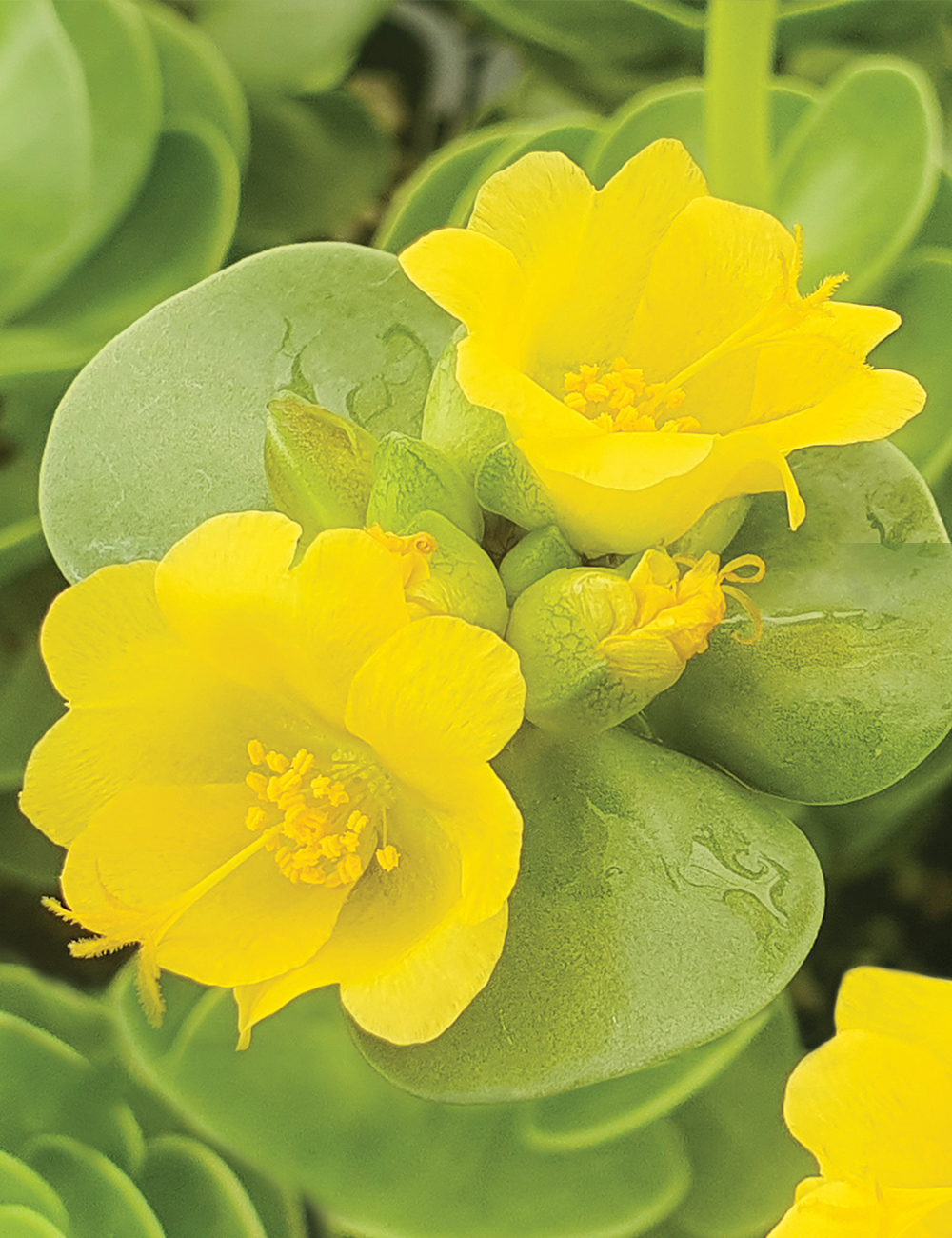 Portulaca 'Ihi'