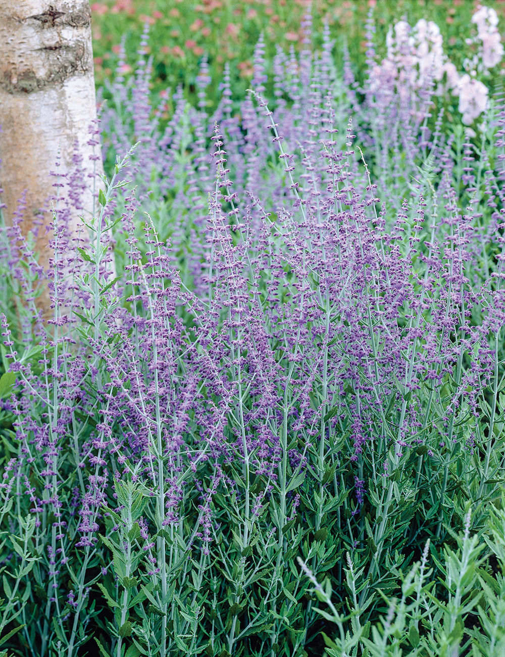 Russian Sage 'Longin'