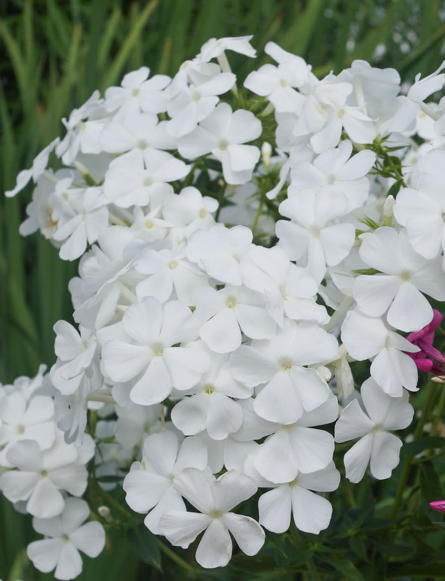 Perennial Phlox Alba