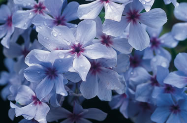 Phlox Blue Evening