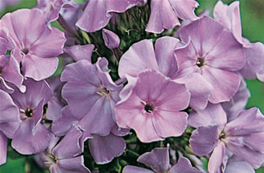 Perennial Phlox Border Gem