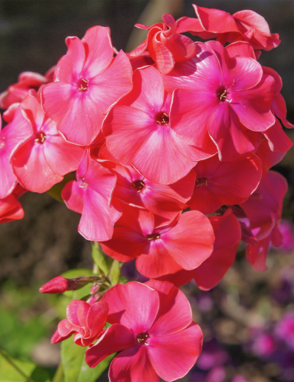 Perennial Phlox 'Famous Cerise'