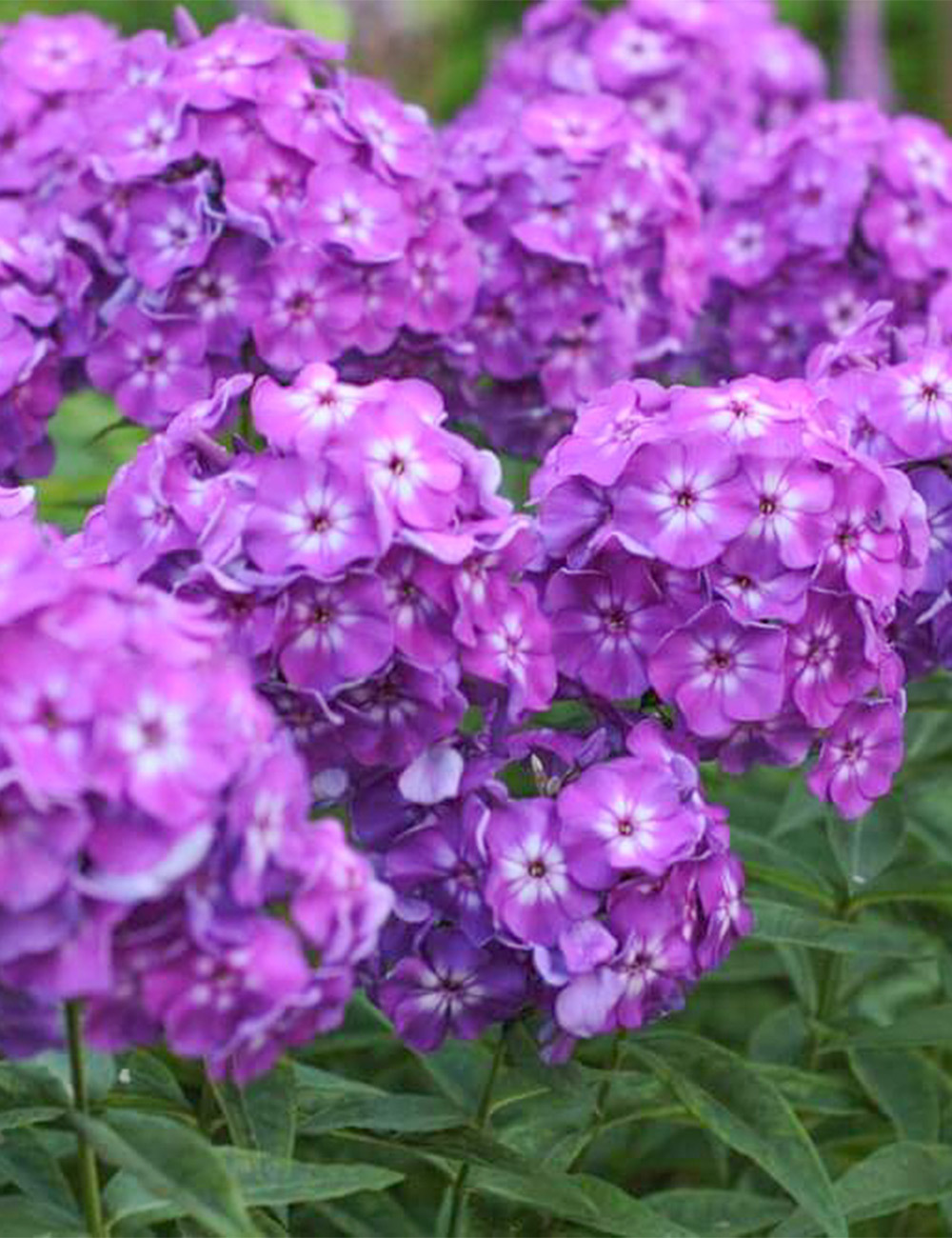 Perennial Phlox 'Famous Purple'