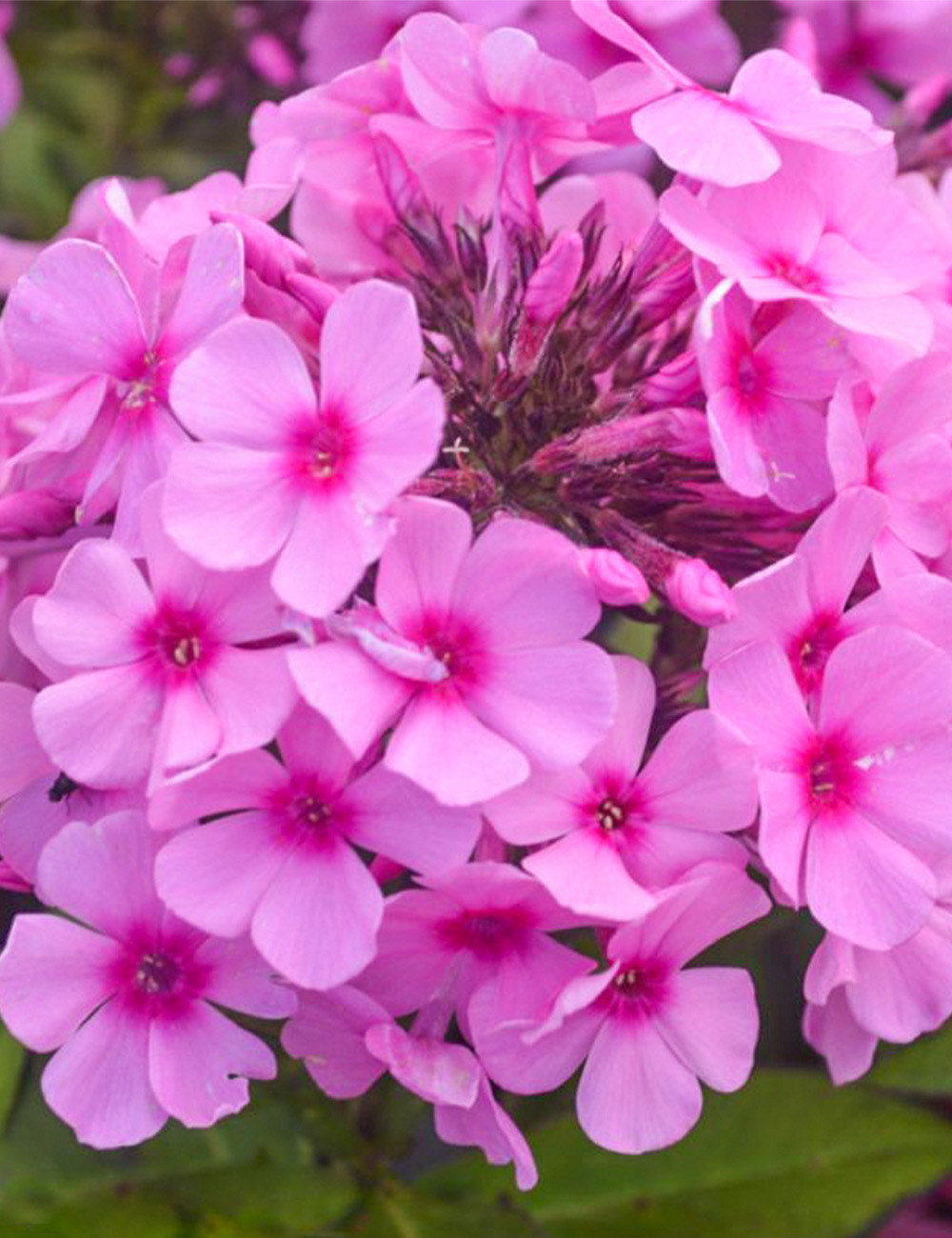 Perennial Phlox 'Famous Pink'