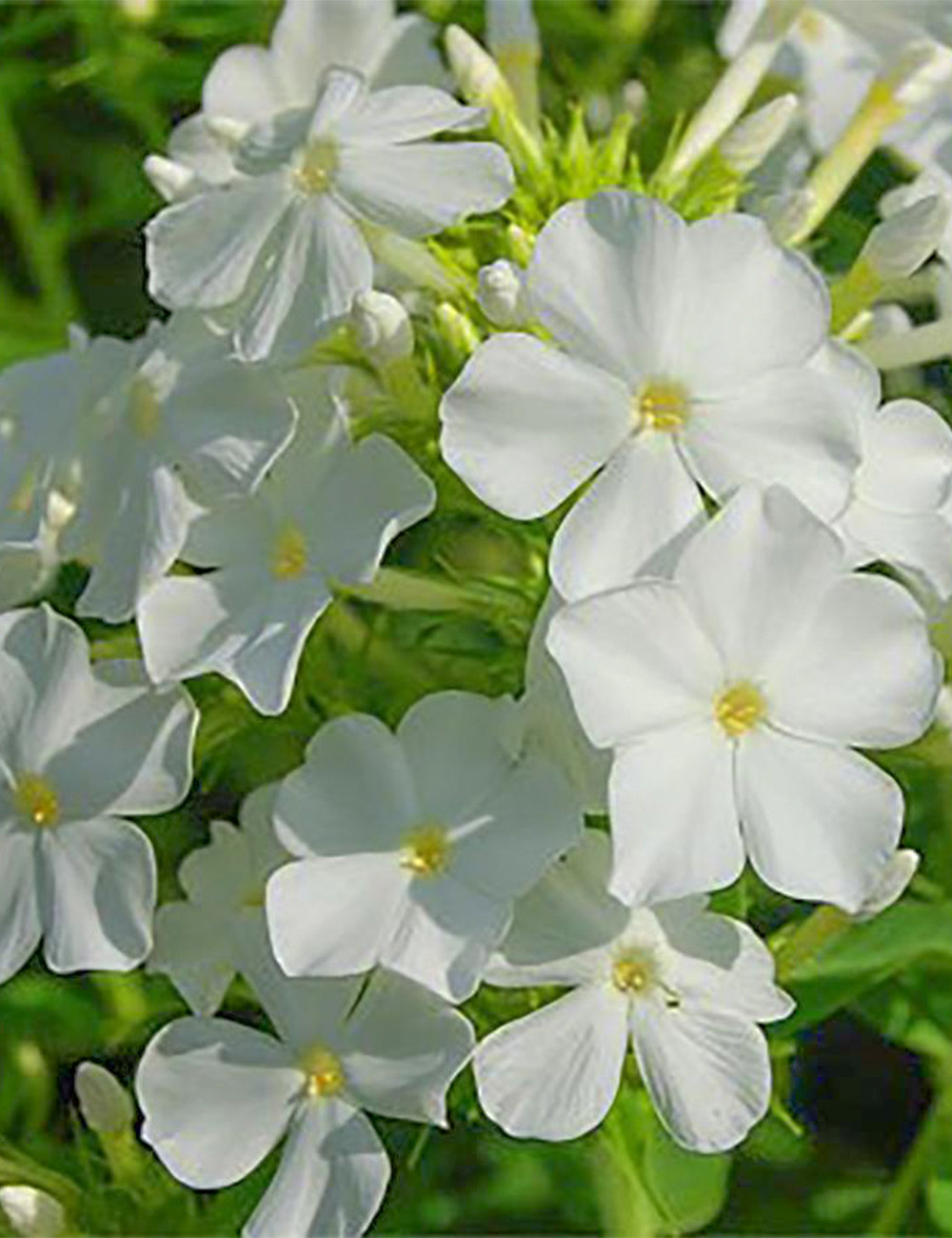 Perennial Phlox 'Famous White'