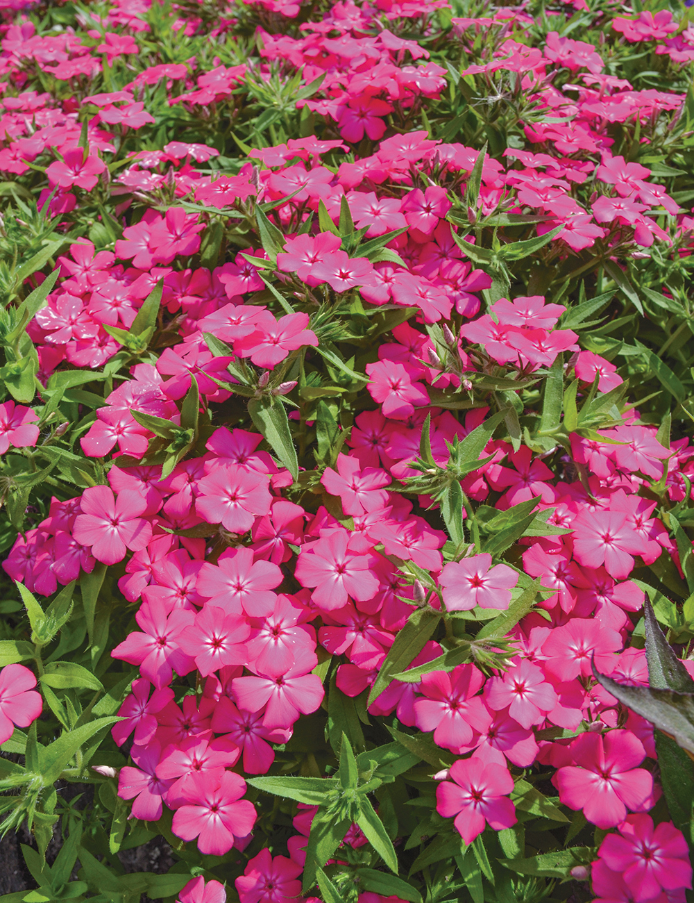 Gisele Phlox Gisele Hot Pink