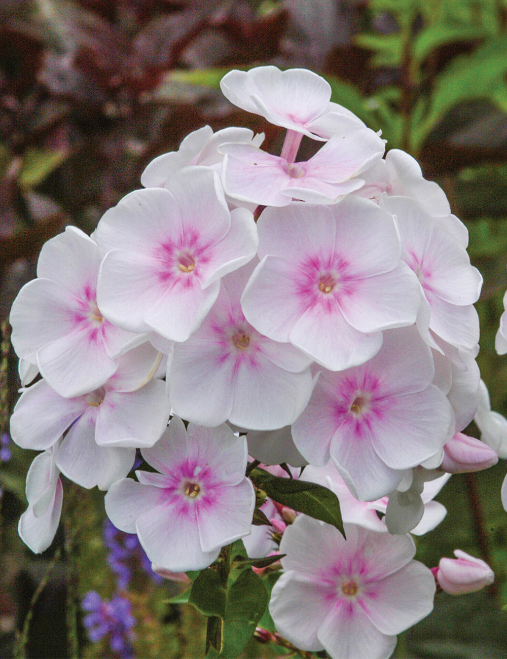 Phlox 'Monica Lynden-Bell'