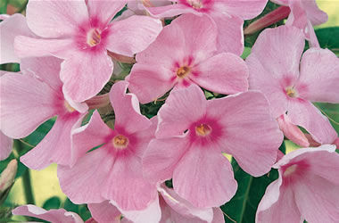 Perennial Phlox H B May