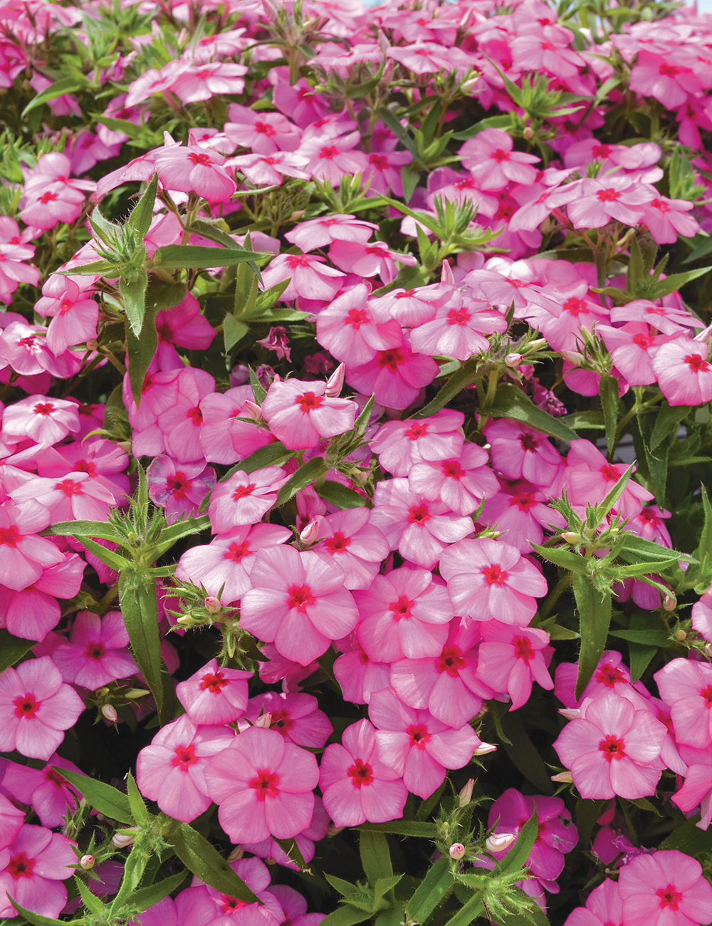 Gisele Phlox Gisele Pink