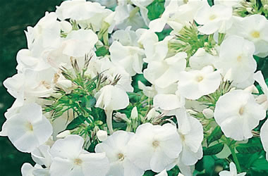 Perennial Phlox Rembrandt