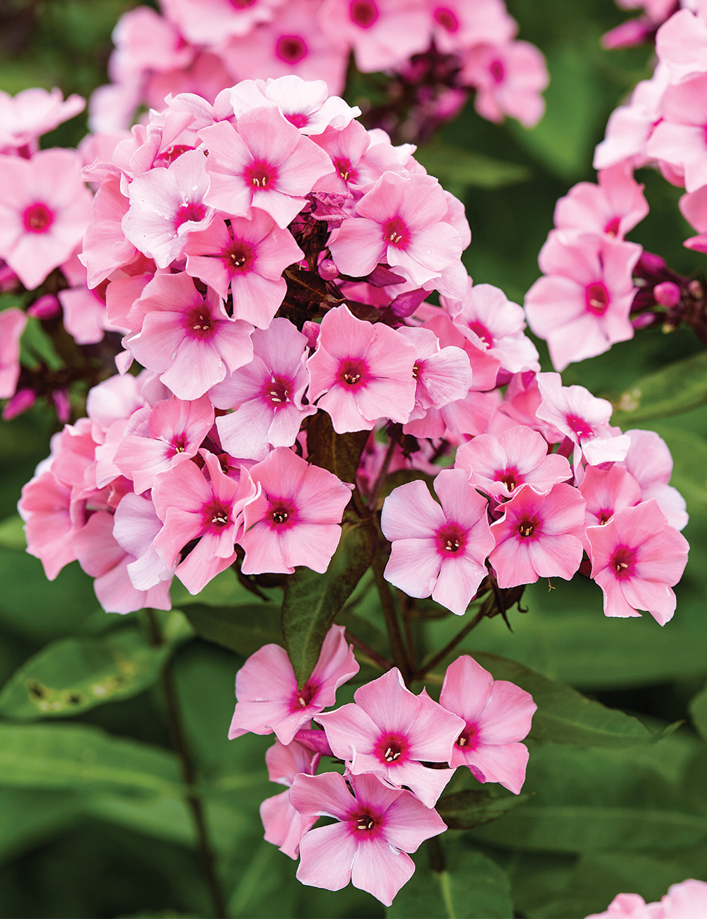 Volcano Phlox 'Pink with Red Eye'