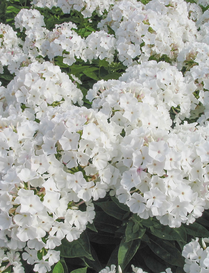 Perennial Phlox Volcano White