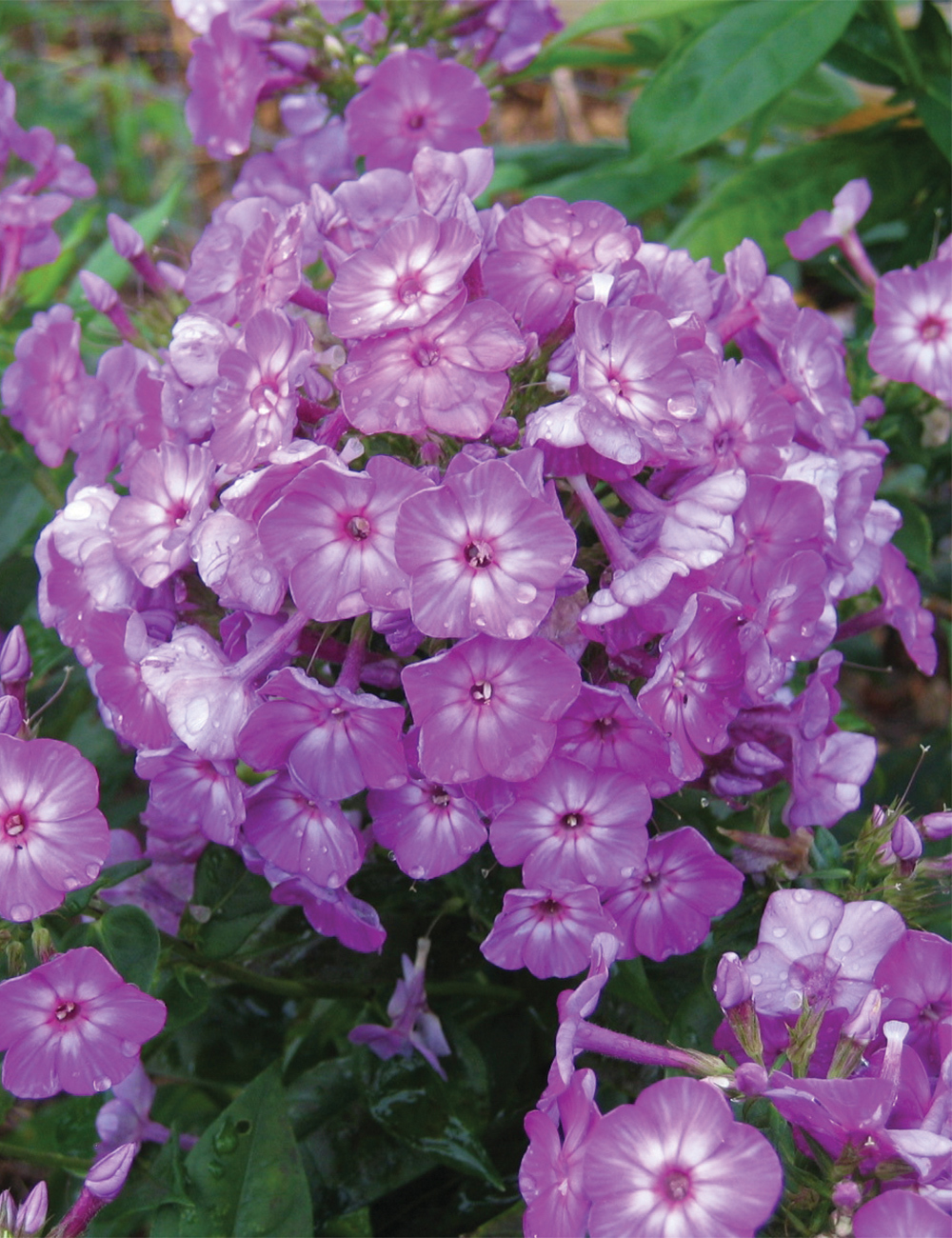 Volcano Phlox 'Purple with White Eye'