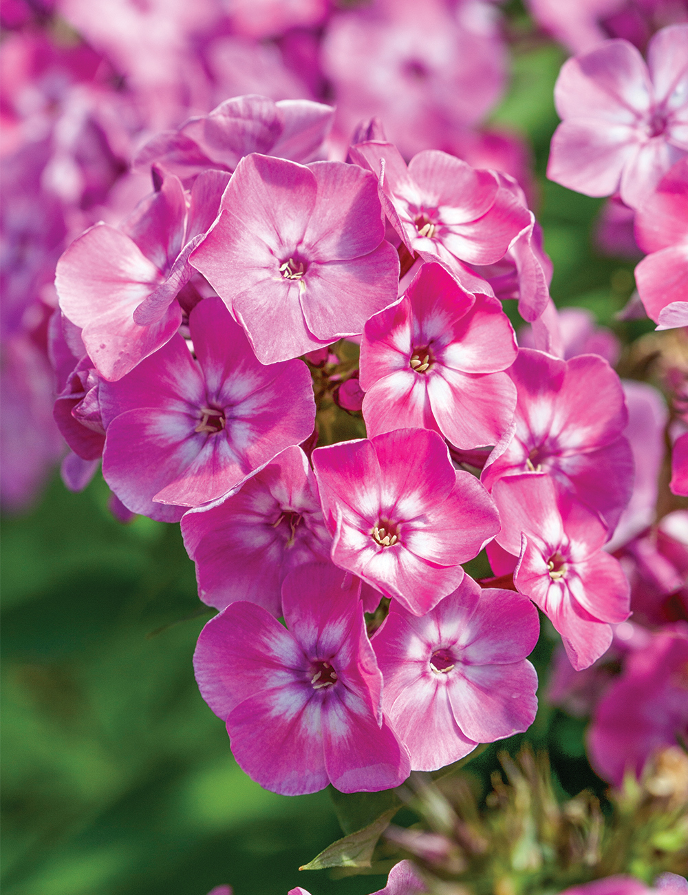 Volcano Phlox 'Pink with White Eye'