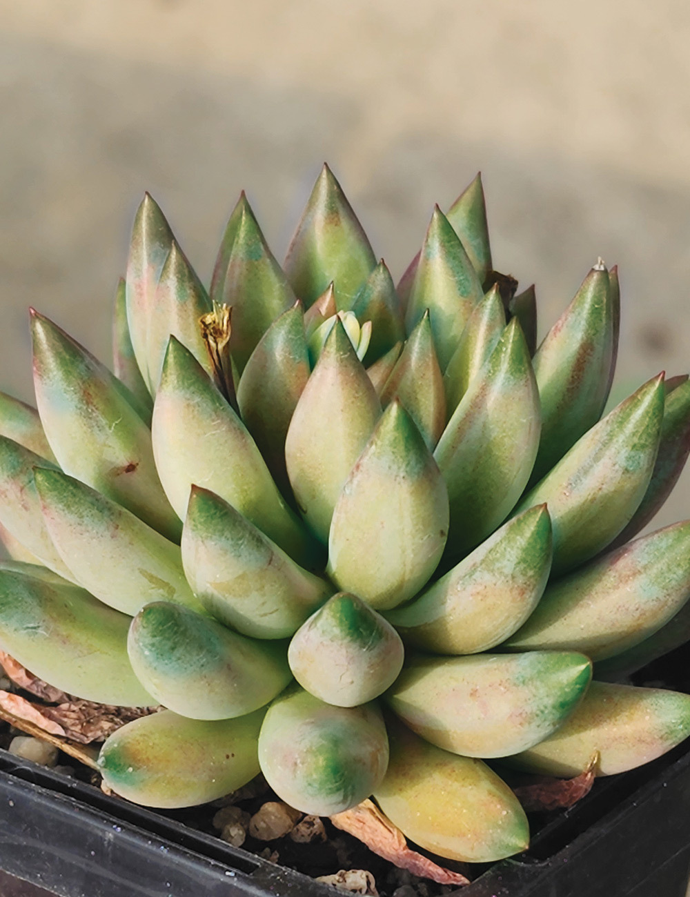 Pachyveria 'Angel's Finger'