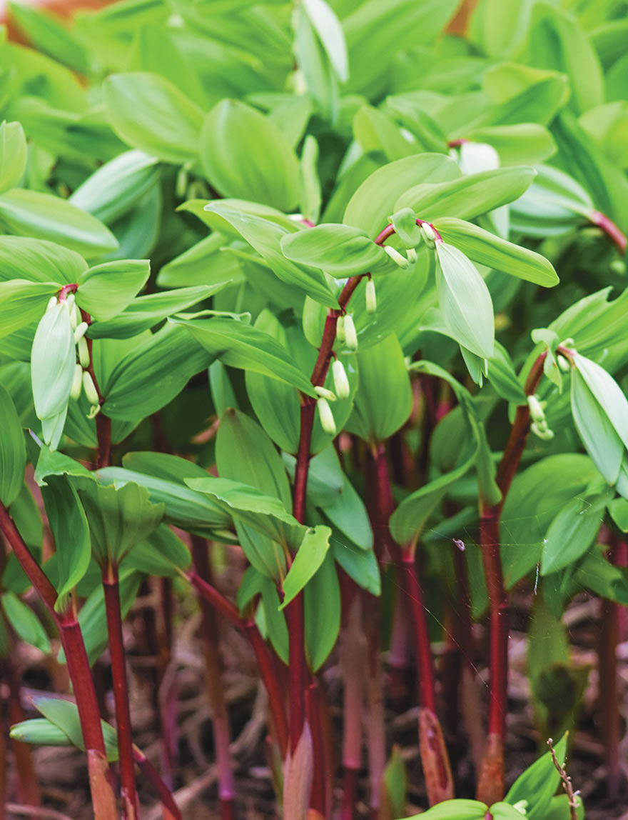 Polygonatum Red Stem