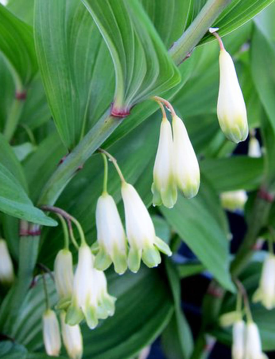Solomon's Seal Spiral Staircase