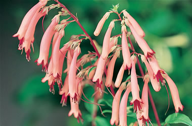 Cape Fuchsia Pink Puff