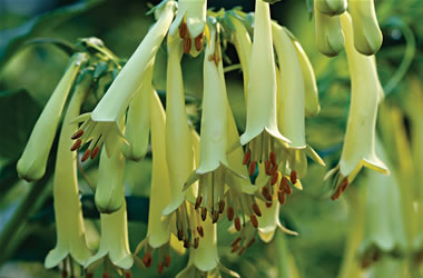 Cape Fuchsia Yellow Trumpet