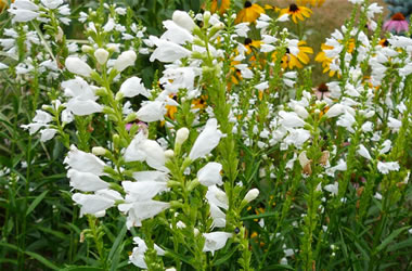 Physostegia Alba