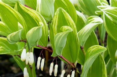 Solomon's Seal Variegatum