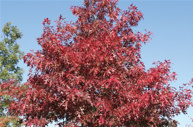 Scarlet Oak