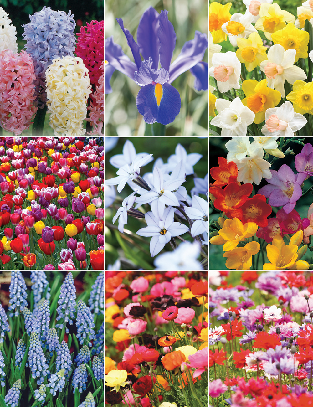 Value Pack - Spring Bulbs Bounty