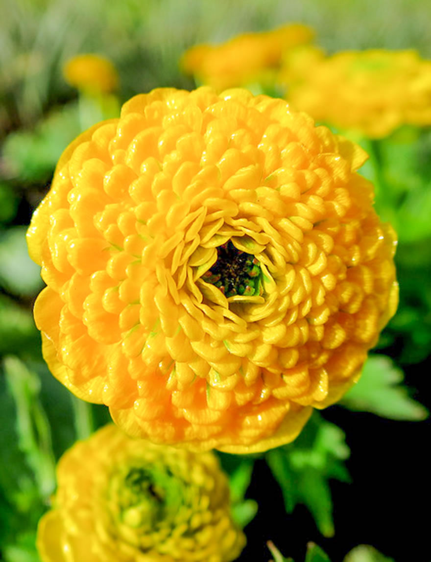 Ranunculus Constantine Buttercup