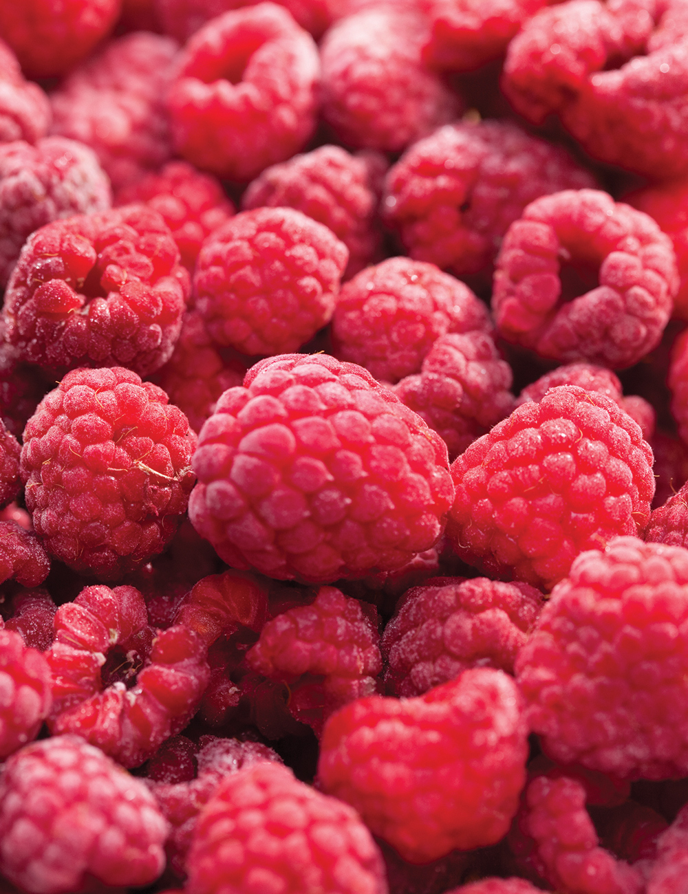 Raspberry 'Chilcotin'