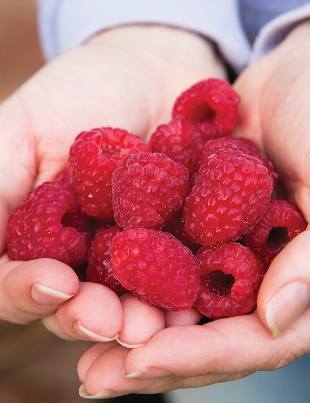 Raspberries Chilliwack