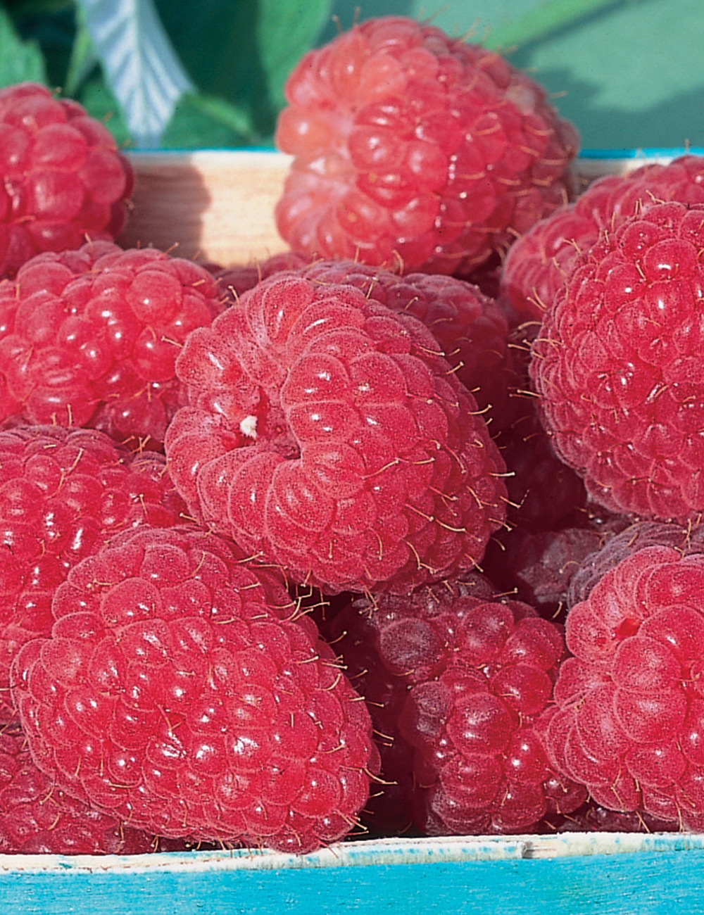 Raspberry 'Heritage'