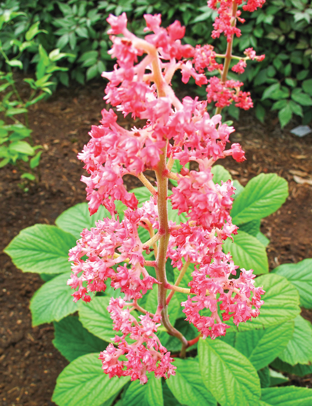 Rodgersia Henrici