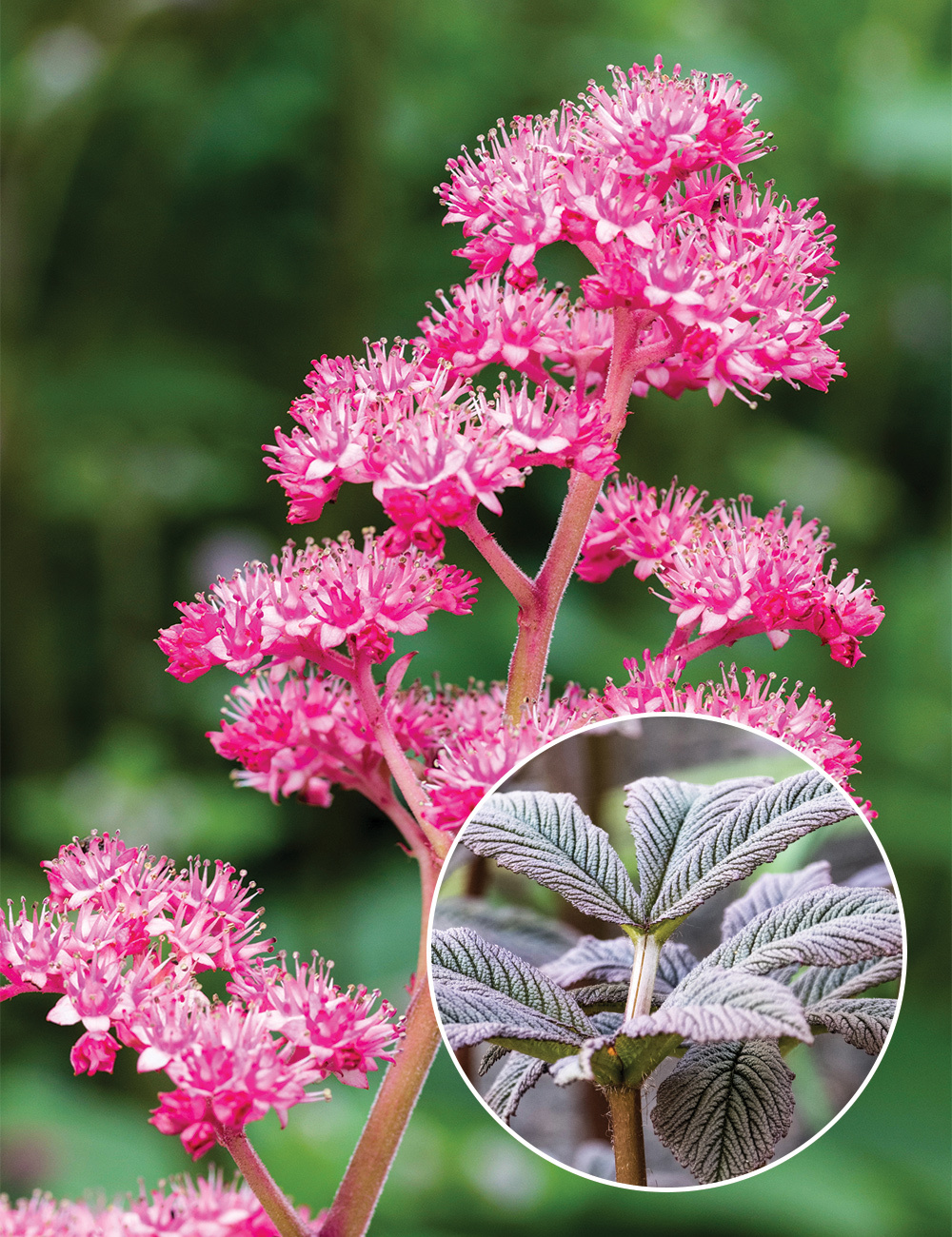 Rodgersia 'Bronze Peacock'