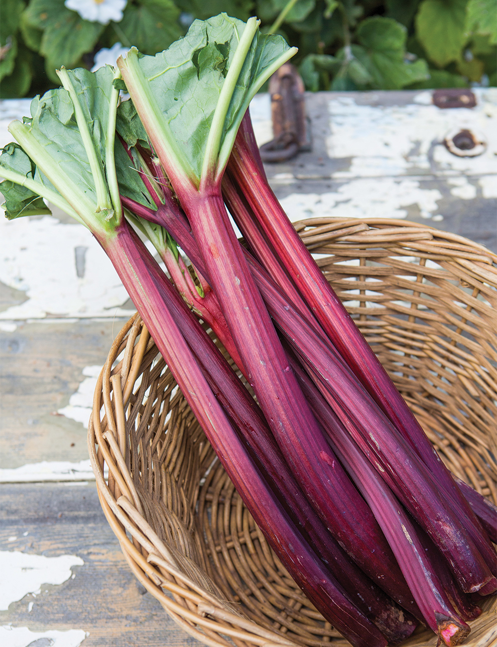 Rhubarb 'Ever Red' - Tesselaar