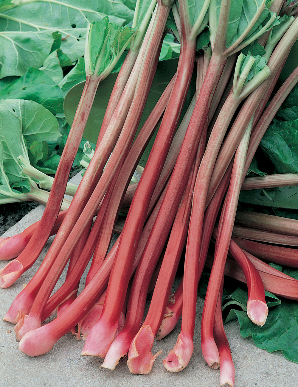 Rhubarb 'Victoria'